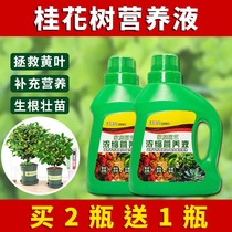 桂花树营养液通用型桂花树专用营养液花肥绿植水培植物花卉肥包邮