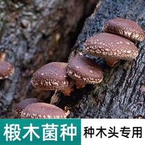 高产椴木香菇 花菇 菌种黑木耳菌种灵芝平菇菌包栽培种  蘑菇种子