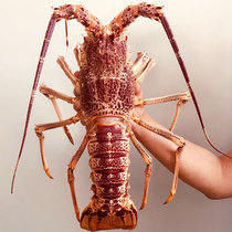 澳洲龙虾鲜活大龙虾活虾澳洲新鲜青龙红龙虾奥龙 波士顿龙虾4-5两