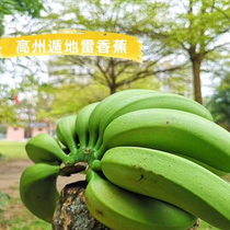 【香蕉回归】超好吃香甜现摘高州遁地雷香蕉自然熟不催熟不泡药