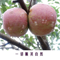 丽江生态苹果高原新鲜水果纯生态种植丑苹果自然安心5斤一箱