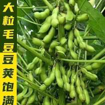大粒毛豆种子青皮黄豆种子早熟高产大荚菜毛豆种籽春季蔬菜种子