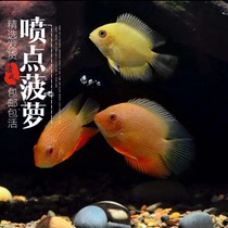金菠萝鱼喷点菠萝鱼热带鱼观赏鱼宠物鱼淡水鱼活体神仙红菠萝鱼苗