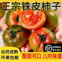 东北特产铁皮柿子新鲜孕妇水果自然熟正宗碱地番茄草莓西红柿