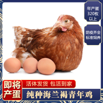 高产蛋王海兰褐青年鸡下蛋鸡活鸡包活到家红毛生蛋鸡母鸡土鸡活体