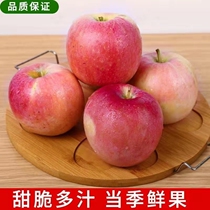 19斤包邮和村苹果红富士苹果当季新鲜现摘丑苹果脆甜水分安徽淮北