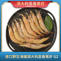 香蕉虾 3kg 野生海捕大虾对虾海鲜大虾 活虾急冻 G2规格