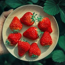 丹东99奶油大草莓种籽四季花种籽子草莓苗种植蔬菜种孑花卉种子全