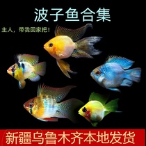 新疆鱼缸桃心金波子蓝波子阿凡达小型观赏鱼热带淡水鱼草缸鱼群游