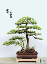 五针松盆景造型大阪松微型实物老树桩精品植物室内罗汉松