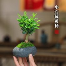 黄杨盆栽桌面创意好养喜水小绿植室内茶室石头花盆植物净化空气