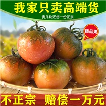 草莓柿子西红柿新鲜自然熟铁皮柿子盘锦碱地生吃水果丹东番茄5斤