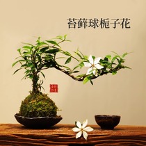 苔藓球小叶栀子花盆景室内茶桌办公桌绿植摆件禅意中式小盆栽植物