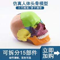彩色原色头骨模型医用医美牙科教学用具可拆分15部件头颅骨模型