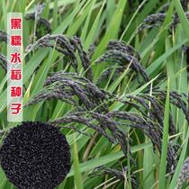 正宗黑米谷种水稻高产可旱种黑稻种子黑米稻种种子可留种黑糯米