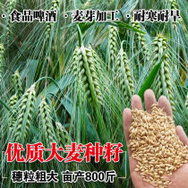 大麦种子芽苗菜种子大麦若叶青汁榨汁大麦苗优质大麦草四季播猫草