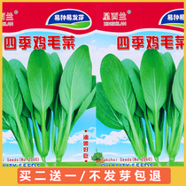阳台四季鸡毛菜种子盆栽小白菜种籽油菜青菜蔬菜种孑上海青菜籽子