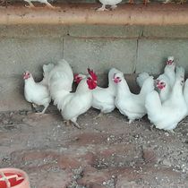 种蛋受精卵泰国帝王白种蛋受精蛋可孵化小鸡观赏鸡元宝鸡白鸡包邮