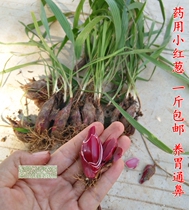 广西药用红葱头1斤包邮 珠葱 朱葱 小红蒜 百步还阳 红根水仙种苗