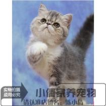 加菲猫宠物猫咪/异国短毛猫/家养纯种短毛/幼猫活体x
