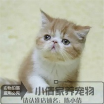 CFA注册猫舍加菲猫幼猫宠物猫异国短毛猫纯种家养活体幼猫幼崽x
