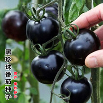高产黑珍珠黑宝石樱桃千禧番茄种子四季阳台盆栽水果蔬菜种籽孑