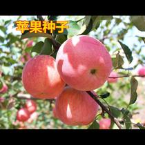 出售散装苹果种子 苹果树种子 四季播种果树种子 红富士苹果种籽