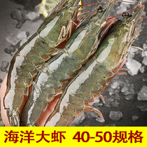 青岛 拍 40-50 3斤大虾 鲜活海鲜水产基围虾海虾鲜虾青虾