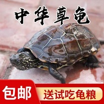 中华草龟活物外塘大小乌龟活体长寿金线龟宠物巴西水龟龟蛋墨龟苗