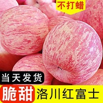 陕西洛川正宗红富士苹果新鲜水果冰糖心脆甜当季一级精品大果10斤