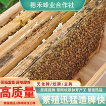 优质中蜂蜂群带王带子脾阿坝蜂王土蜜蜂养殖中华蜜蜂蜂群带箱包活