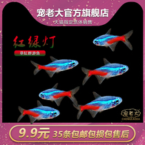 红绿灯观赏鱼小型热带灯科鱼宝莲灯淡水鱼苗缸群游鱼孔雀鱼活体鱼