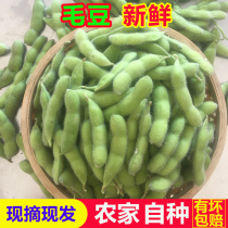 毛豆新鲜带壳青豆嫩黄豆生大豆豆荚商用四川本地农家豆子时令蔬菜