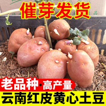 云南高产红皮土豆种孑洋芋种植苗马铃薯黄心老品种带芽非种子5斤