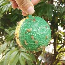 自动苍蝇诱蝇球10个诱捕大实蝇果园百香果粘虫球小食果蝇蟑螂球形