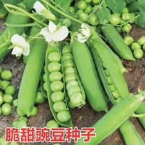 美国珍奇甜脆豌豆种 农家种植长寿豌四季子豆仁甜豆蔬菜籽 豆荚籽