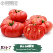白兰地红番茄种子进口西红柿四季播种阳台盆栽蔬菜种籽瓜果番茄苗