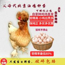 纯种北京油鸡种蛋可孵化小鸡受精蛋宫廷黄鸡毛脚观赏鸡蛋10枚包邮