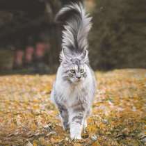 缅因猫幼猫纯种大型宠物猫活体挪威森林猫黑棕红银虎斑长毛