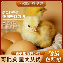 受精鸡蛋种蛋可孵化小鸡可以能孵出的土鸡五黑芦花青脚麻<em>珍珠鸡</em>蛋