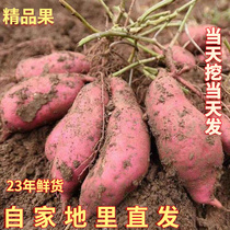 新鲜自种红皮白心红薯软糯番薯四川农产品白瓤地瓜山芋沙地板栗薯