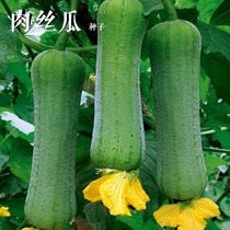 丝瓜种子长丝瓜棱丝瓜四季易种高产早熟蔬菜种子巨型一号南方播种