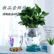 简约绿萝水培玻璃花瓶水养植物花盆透明大号器皿富贵竹瓶鱼缸插花