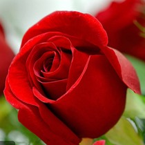 卡罗拉红色玫瑰花苗红色月季花苗庭院阳台花卉多季开花切花玫瑰