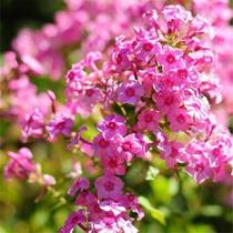 种子种籽紫丁香丁香花盆栽庭院花园美观绿化花卉百结情客龙梢子花
