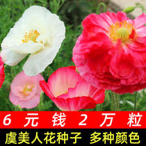 四季阳台虞美人花种盆栽重瓣花卉种子庭院种籽孑适合春天种的易活