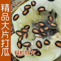 特高产大片打瓜种子黑西瓜籽种子产籽西瓜种子 春季夏季水果种子