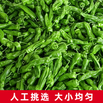 四川新鲜辣椒农家自种当季蔬菜现摘薄皮青辣椒5斤时令虎皮大辣椒
