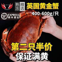 熟冻面包蟹400-600g/只 母蟹大螃蟹特大膏蟹海鲜水产鲜活生鲜海蟹