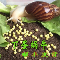 活体白玉蜗牛产卵下蛋孵化养殖教学试养实验观赏宠物大小蜗牛巨型